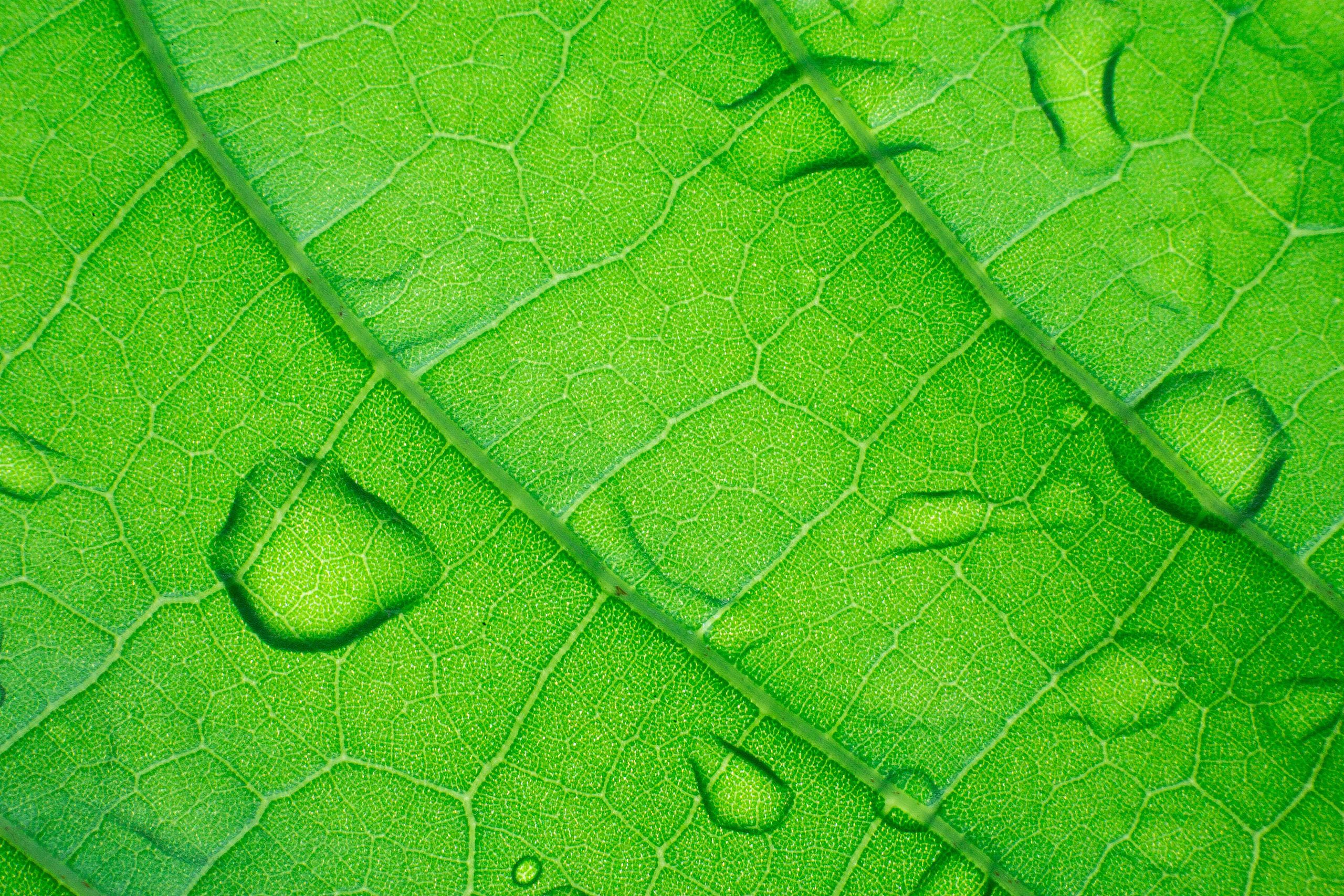 close up of grean leaf with wet drops